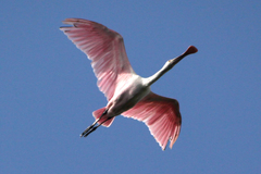 Roseate Spoonbill photo 1