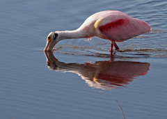 Roseate Spoonbill photo 5