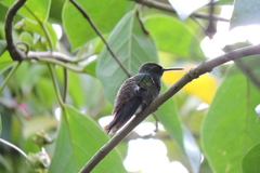Saucerottia viridigaster