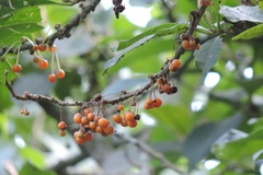 Iochroma arborescens