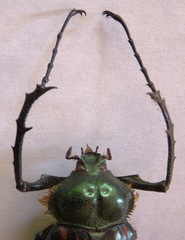 Cheirotonus formosanus