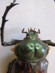 Cheirotonus formosanus