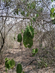 Hura polyandra
