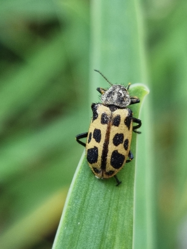 Spotted Maize Beetle photo 4