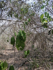 Hura polyandra