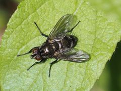 Rhinomorinia sarcophagina