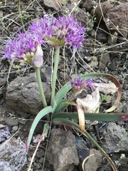 Allium platycaule