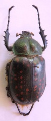 Cheirotonus formosanus