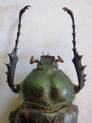 Cheirotonus formosanus