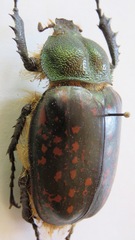 Cheirotonus formosanus