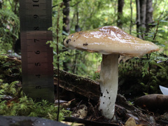 Cortinarius austroturmalis
