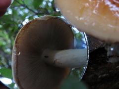 Cortinarius austroturmalis