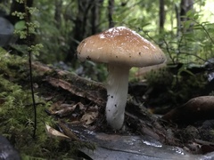 Cortinarius austroturmalis