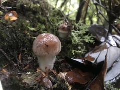 Cortinarius austroturmalis