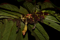 Columnea medicinalis