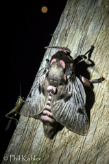 Megalopyge lanata