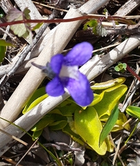Pinguicula