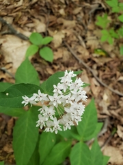 Asclepias quadrifolia