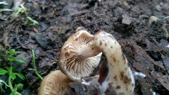 Meottomyces dissimulans