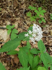 Asclepias quadrifolia