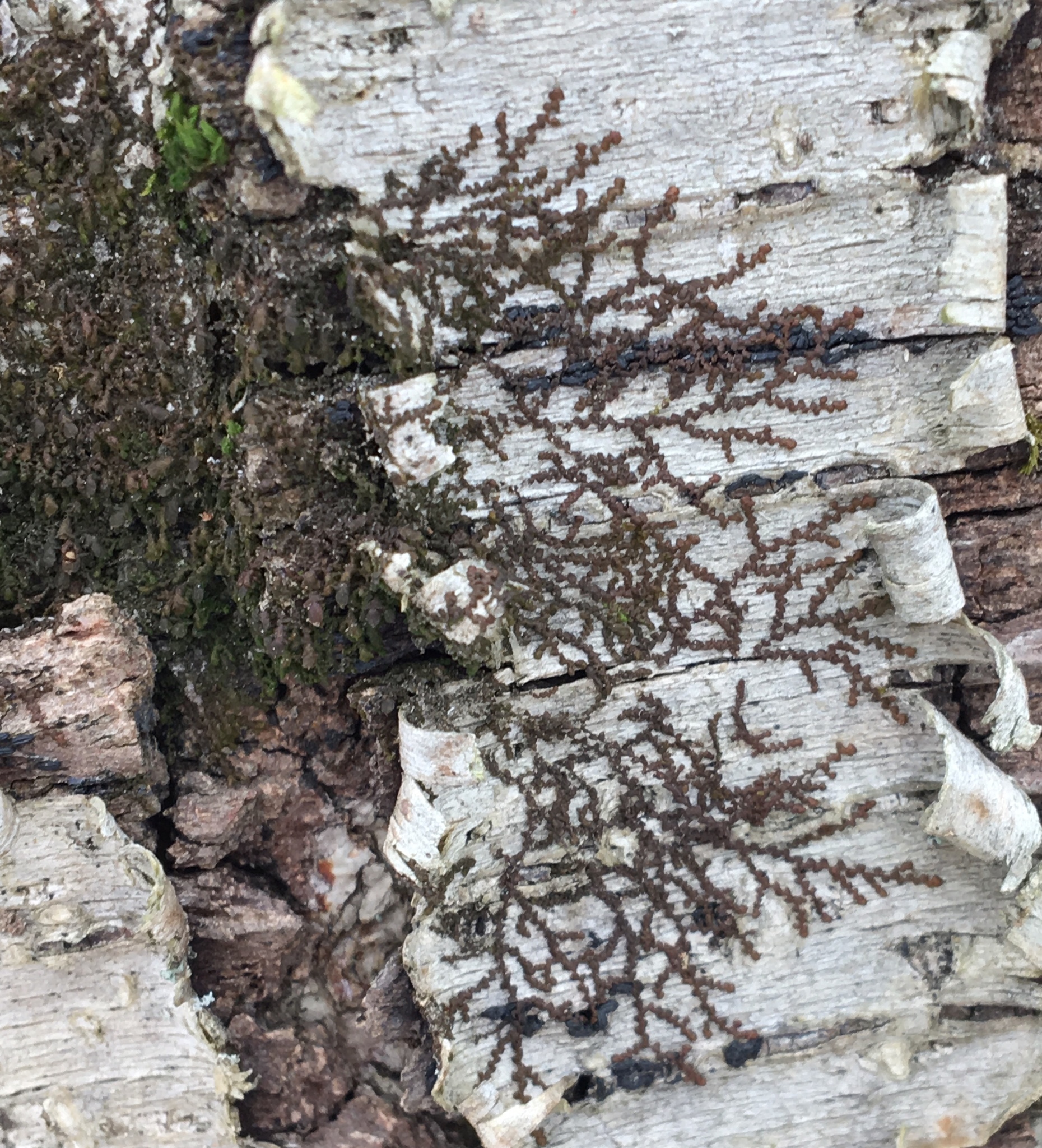 Frullania eboracensis
