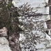 New York Scalewort - Photo (c) John Boback, some rights reserved (CC BY-NC), uploaded by John Boback