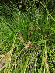 Carex