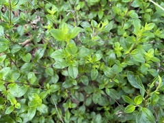 Clinopodium talladeganum