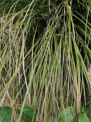 Carex