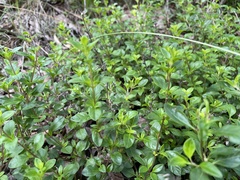 Clinopodium talladeganum