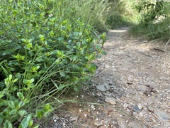 Clinopodium talladeganum
