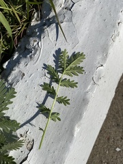Potentilla chalchorum