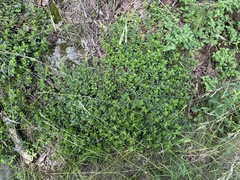 Clinopodium talladeganum