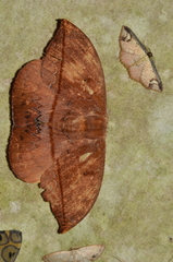 Oxyteninae