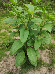Phytolacca americana