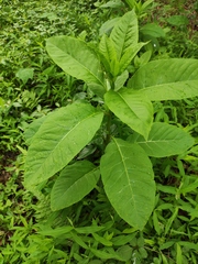 Phytolacca americana