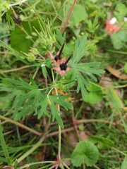 Geranium carolinianum
