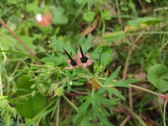 Geranium carolinianum