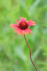 Gaillardia amblyodon