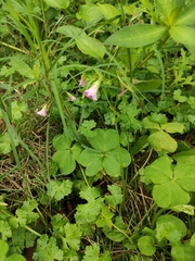 Oxalis debilis
