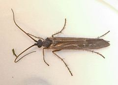 Limnephilus auricula