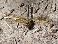 Cordulia shurtleffii