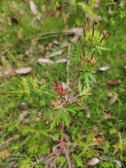 Geranium carolinianum