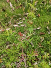 Geranium carolinianum