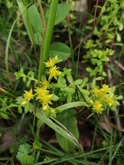 Sedum bulbiferum