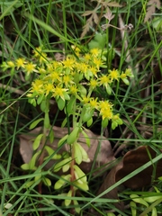 Sedum bulbiferum