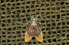 Scaptius asteroides