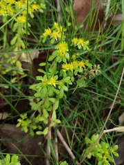 Sedum bulbiferum