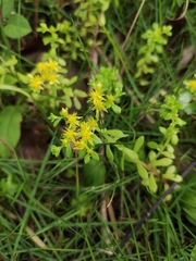 Sedum bulbiferum