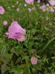 Oenothera speciosa